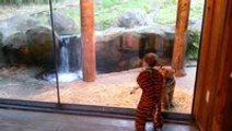 Adorable Toddler In Tiger Suit Plays With Real Tiger Cub