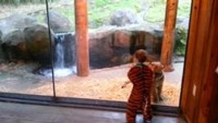Adorable Toddler In Tiger Suit Plays With Real Tiger Cub