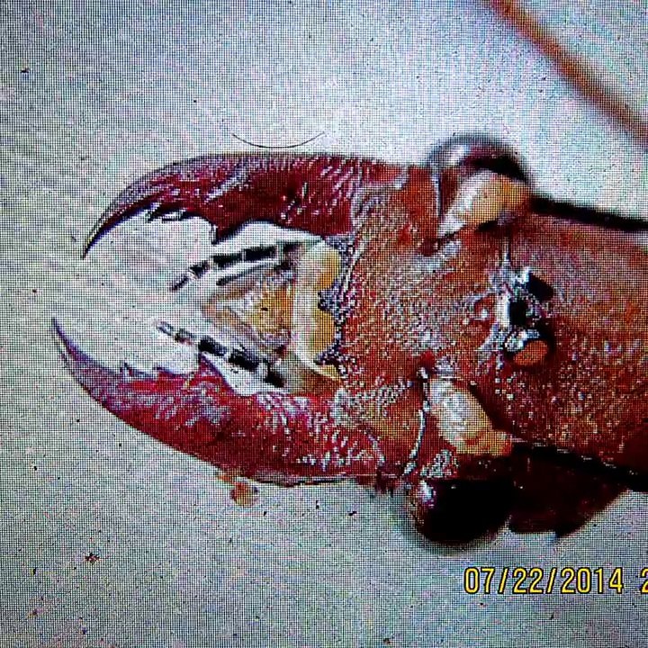 DOBSON FLY THE FLY AS LARGE AS YOUR FACE