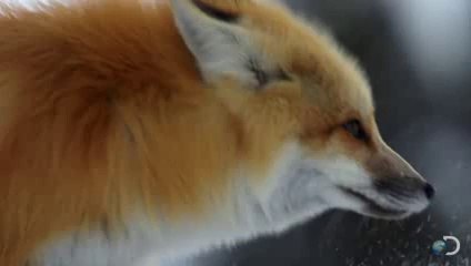 Fox Dives Headfirst Into Snow  North America