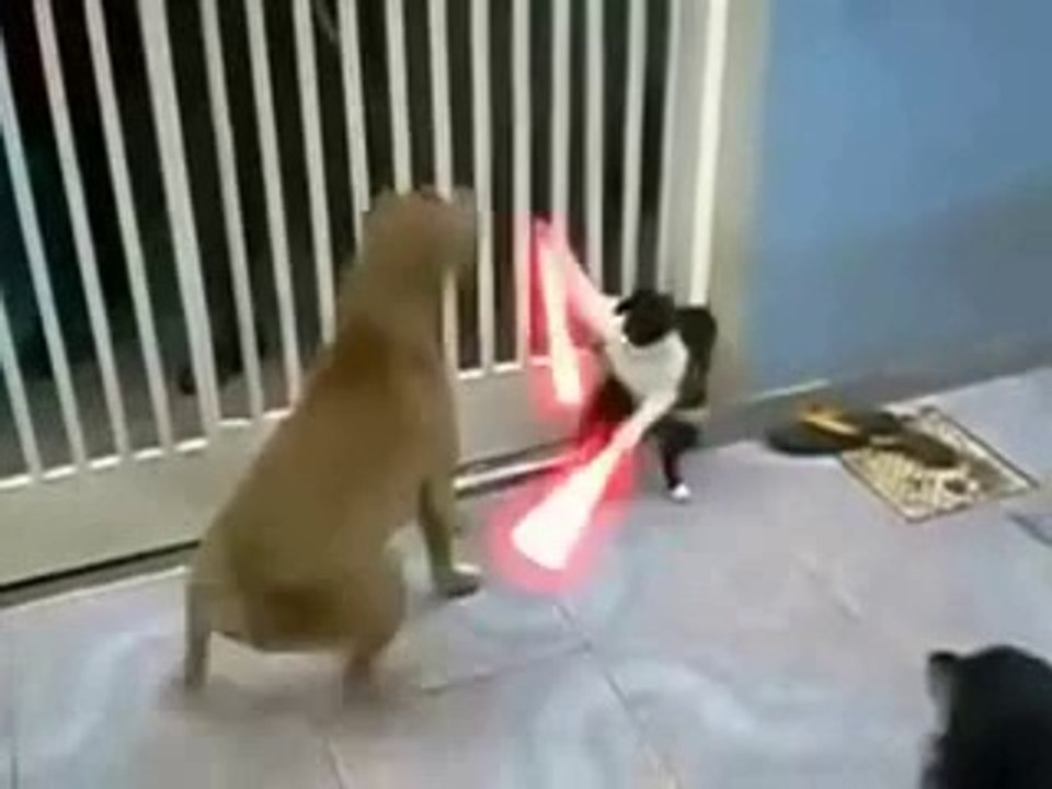 EPIC Jedi cat