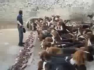 Damn Who Let The Dogs Out