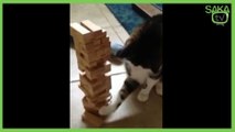 Sahibiyle Karşılıklı Jenga Oynayan Kedi