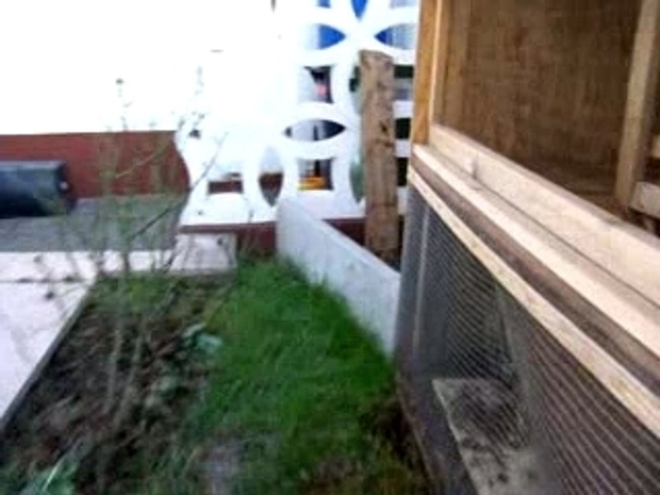 Josephine beim Freilauf