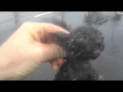 Cute Kitten Survives Typhoon Matmo in Taiwan