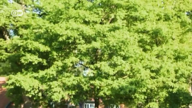 The Skoda Octavia Scout | Drive it!