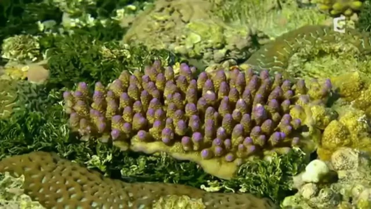 Les mystères de la Barrière de corail Les créatures du récif Episode 1