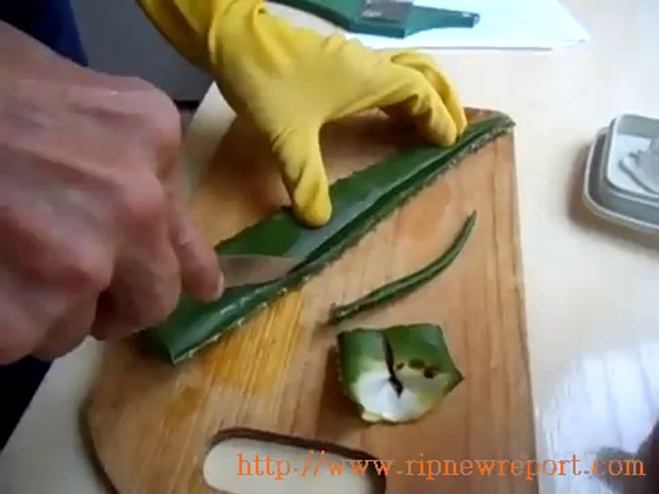 Aloe Vera 2-¿Cómo preparar el jugo de sábila?