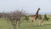 Une girafe attaque un lion pour protéger son petit!