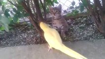 Papağan ile yavru kedinin kavgası