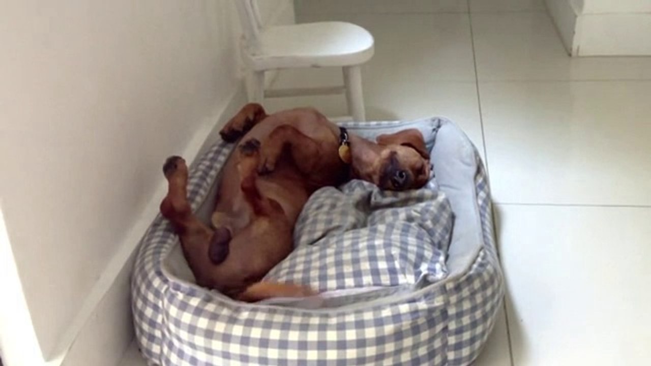 Breaking News on Sexy Prank Video  of Frank -The happiest Adopted dog ever