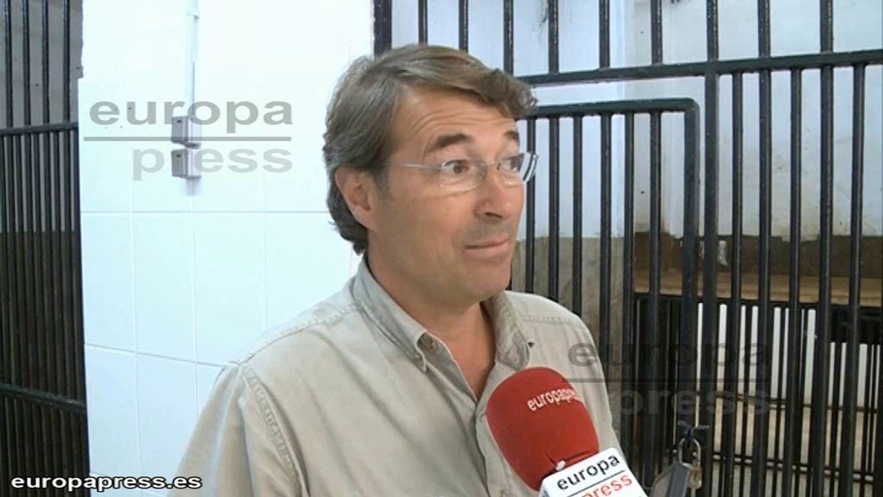 Dos crías de tigre blanco llegan a Cabárceno