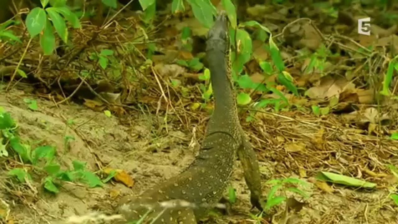 Les mystères de la Barrière de corail Les Predateurs Du Lagon - Episode 3