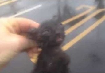 Kitten Survives Typhoon Matmo in Taiwan