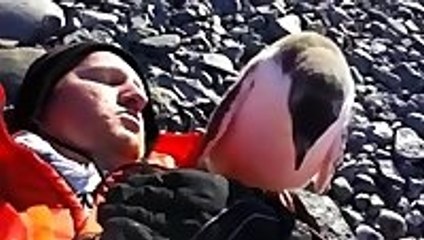 Baby Penguin Meets Human For First Time