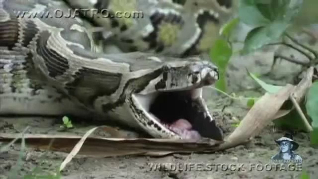 Python eats Alligator