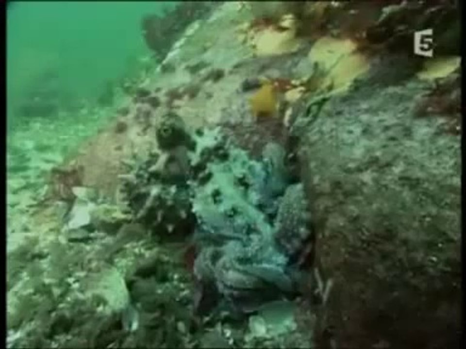 Les Mystères De La Pieuvre