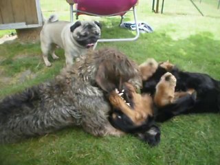 Aiko, Elixir & Idu : Les 3 Mousquetaires