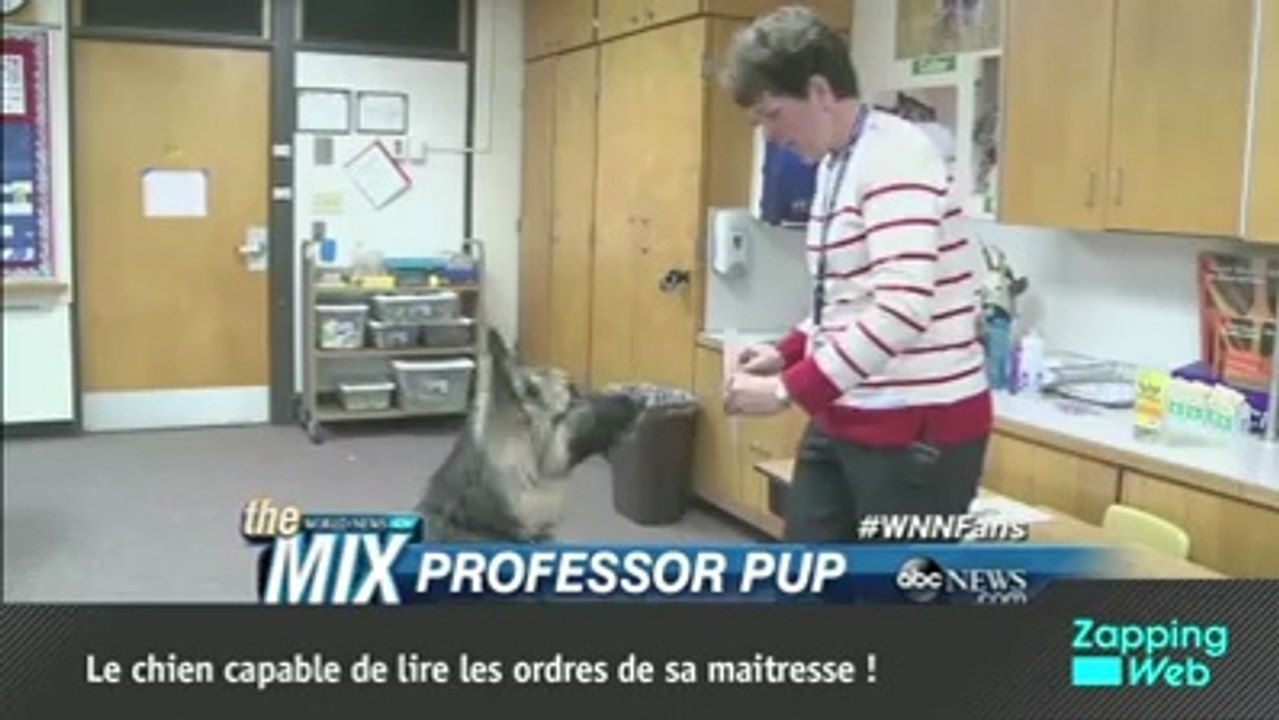 Zapping web : ce hamster n'a pas de limites !
