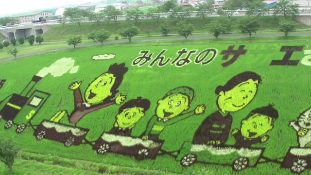 Japanese farmers turn rice fields into paintings