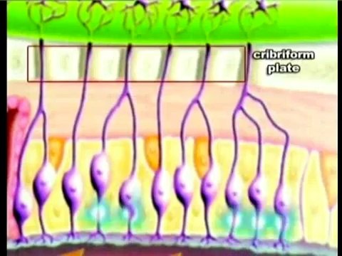 Miracles of the brain _ Smell and taste (Harun Yahya)
