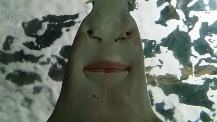 Poisson Scie ou relifting loupé (par Denis Hochard) ?