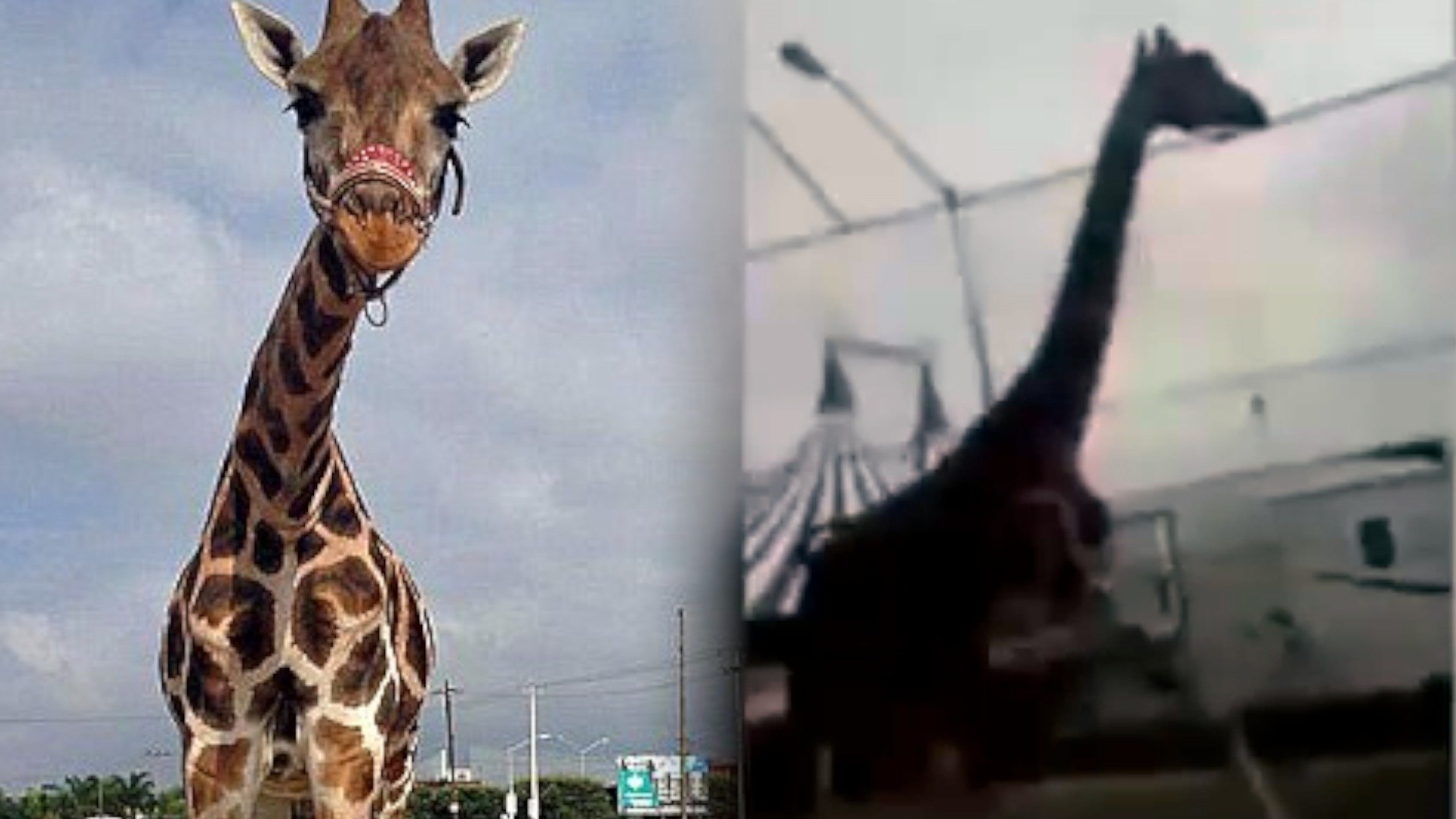 ⁣Giraffe Escapes Circus, Tours Mexico