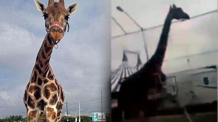 Giraffe Escapes Circus, Tours Mexico
