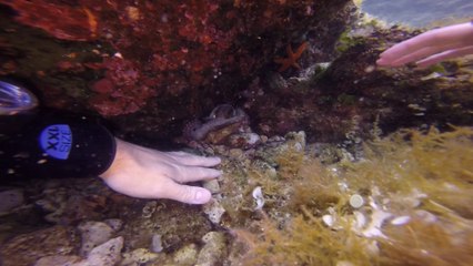 Krk2014_alternative cut