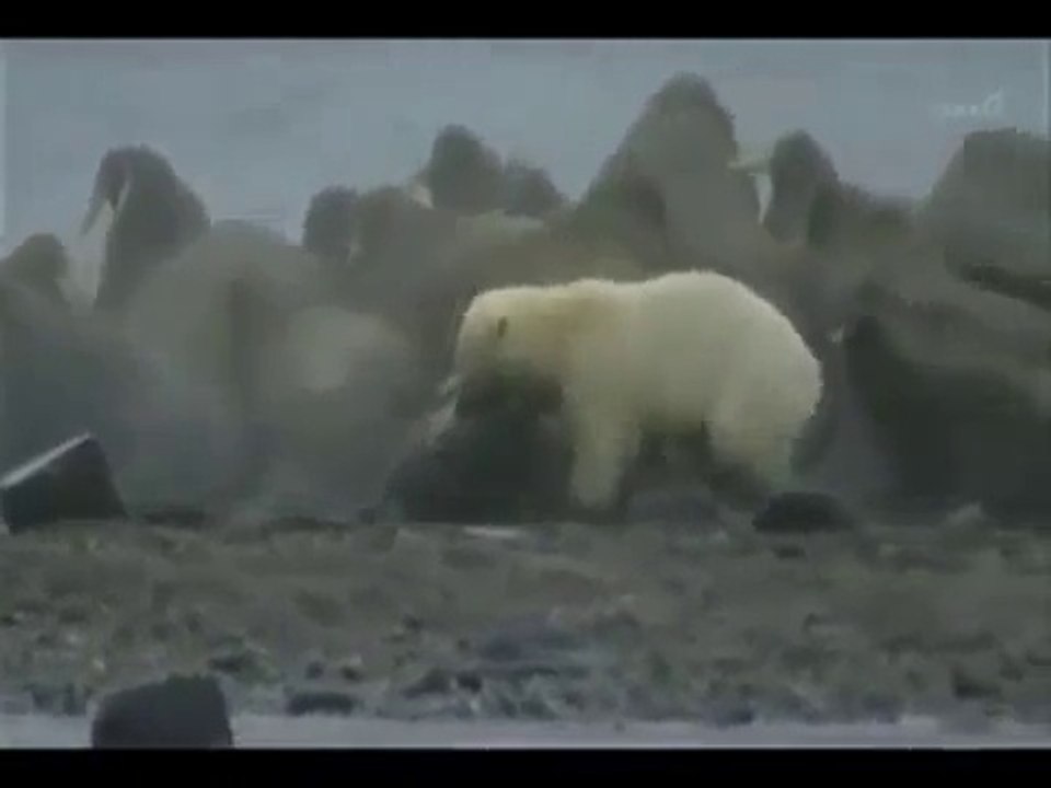 Polar bear killed by a walrus Vidéo Dailymotion
