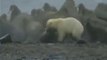 Polar bear killed by a walrus