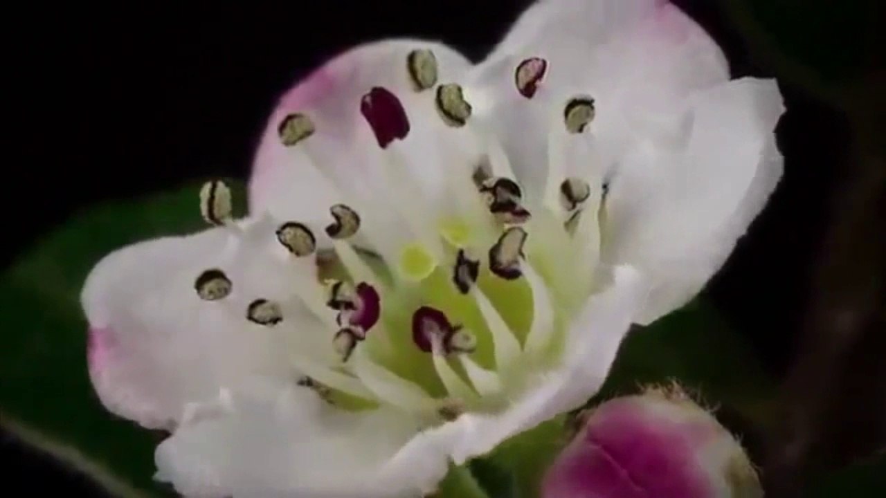 Silent Hill - Not tomorrow