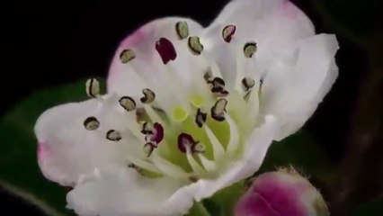 Silent Hill - Not tomorrow