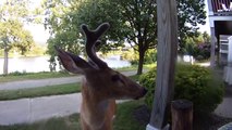 Un cerf vient lécher la camera! Petit curieux!