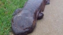 Giant salamander discovered on walk to school in Japan