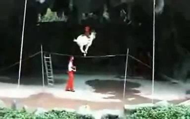 A Monkey on a Goat on a Cup on a Tightrope
