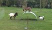 Cabras Locas, Crazy Goats