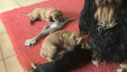 Récréation du matin 7 semaines