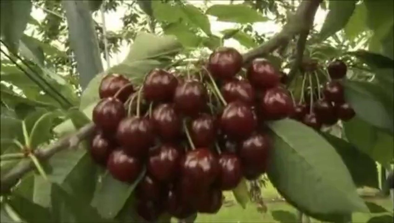 GENÇ ÇİFTÇİLERE BODUR ELMA BAHÇESİ KURULUR-SERTİFİKALI NAPOLYON BODUR KİRAZ  FİDANLARI