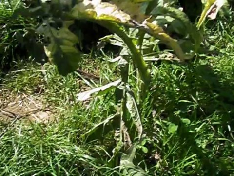 j'adore dior du domaine des cotieres