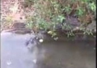 Greatest Mini Golf Hole-in-One Ever?