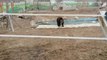 Rusya’da hayvanat bahçesinde kurtlar ayıya saldırdı