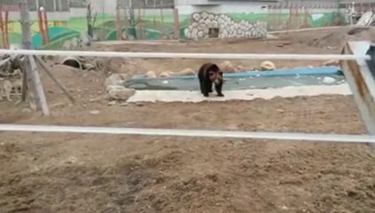 Rusya’da hayvanat bahçesinde kurtlar ayıya saldırdı