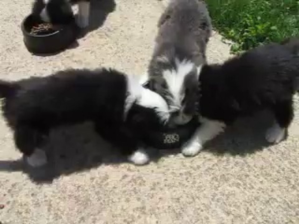 LES CHIOTS BEARDED-COLLIE mangent !