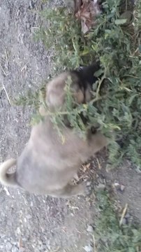 Kangal yavrularında görülen gençlik hastalığı.. 0554 745 52 53