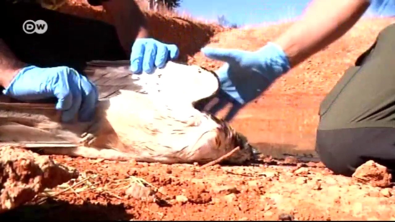 Spanien: Tödliche Gefahr für Europas Geier | Europa aktuell