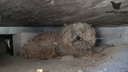 Sahibinin Döneceğini Umarak Yılmadan Bir Yıl Boyunca Bekleyen Köpek Woody