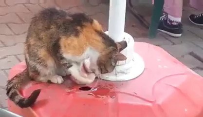 BİR SOKAK KEDİSİNİN SU ARAYIŞI