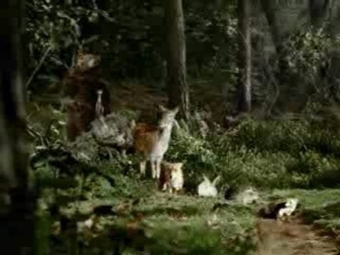 Dieren oversteek plaats.