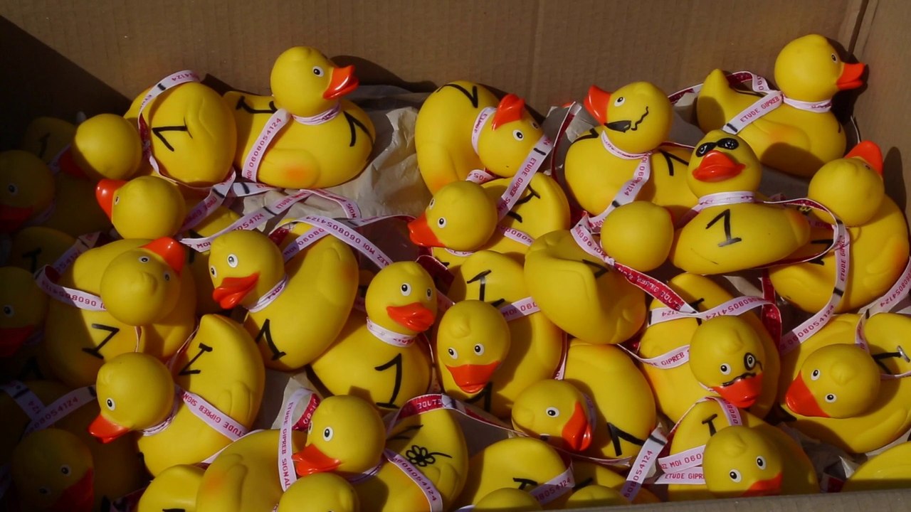 Etang de Berre : des canards en plastique au service de la science